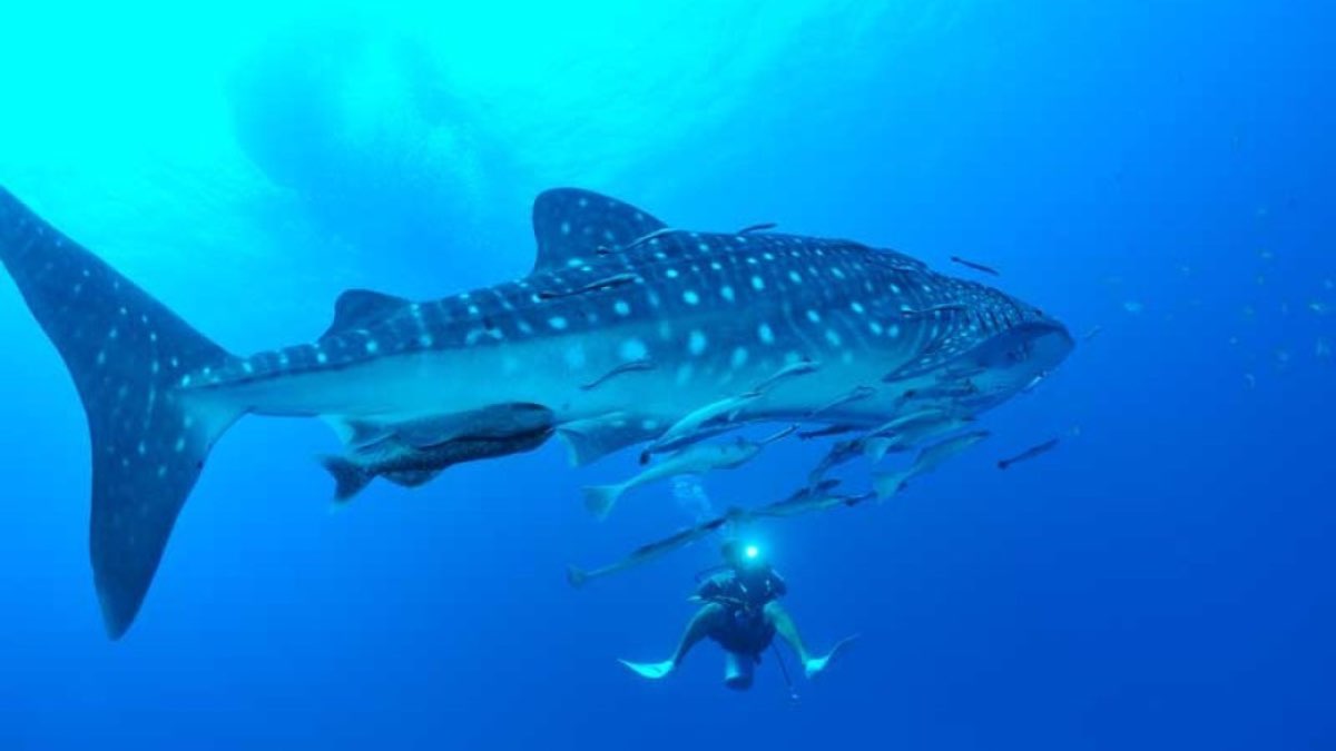Turista realizando snorkel junto a un tiburón ballena en las aguas cristalinas de la Bahía de La Paz.
