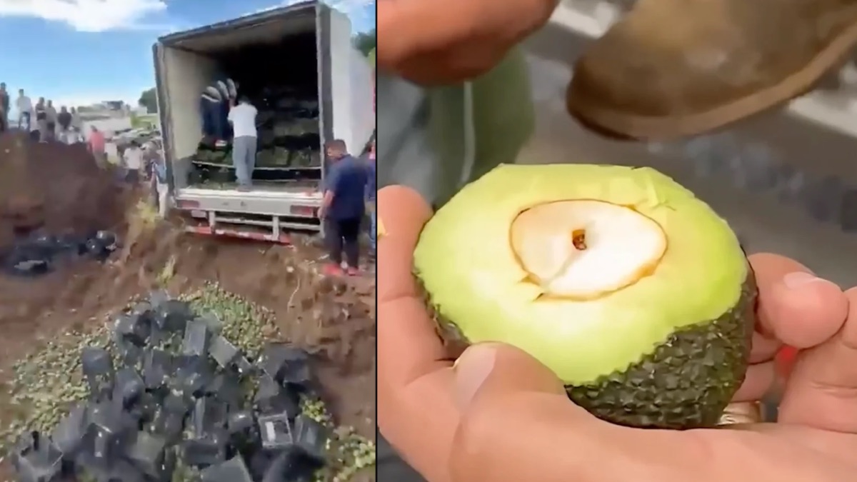 Gusano barrenador en aguacate: destruyen cargamento en Michoacán